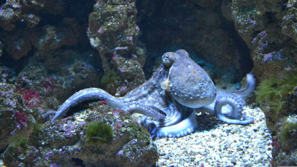 O nouă specie de caracatiță albastră a fost descoperită în apropierea arhipelagului Galapagos