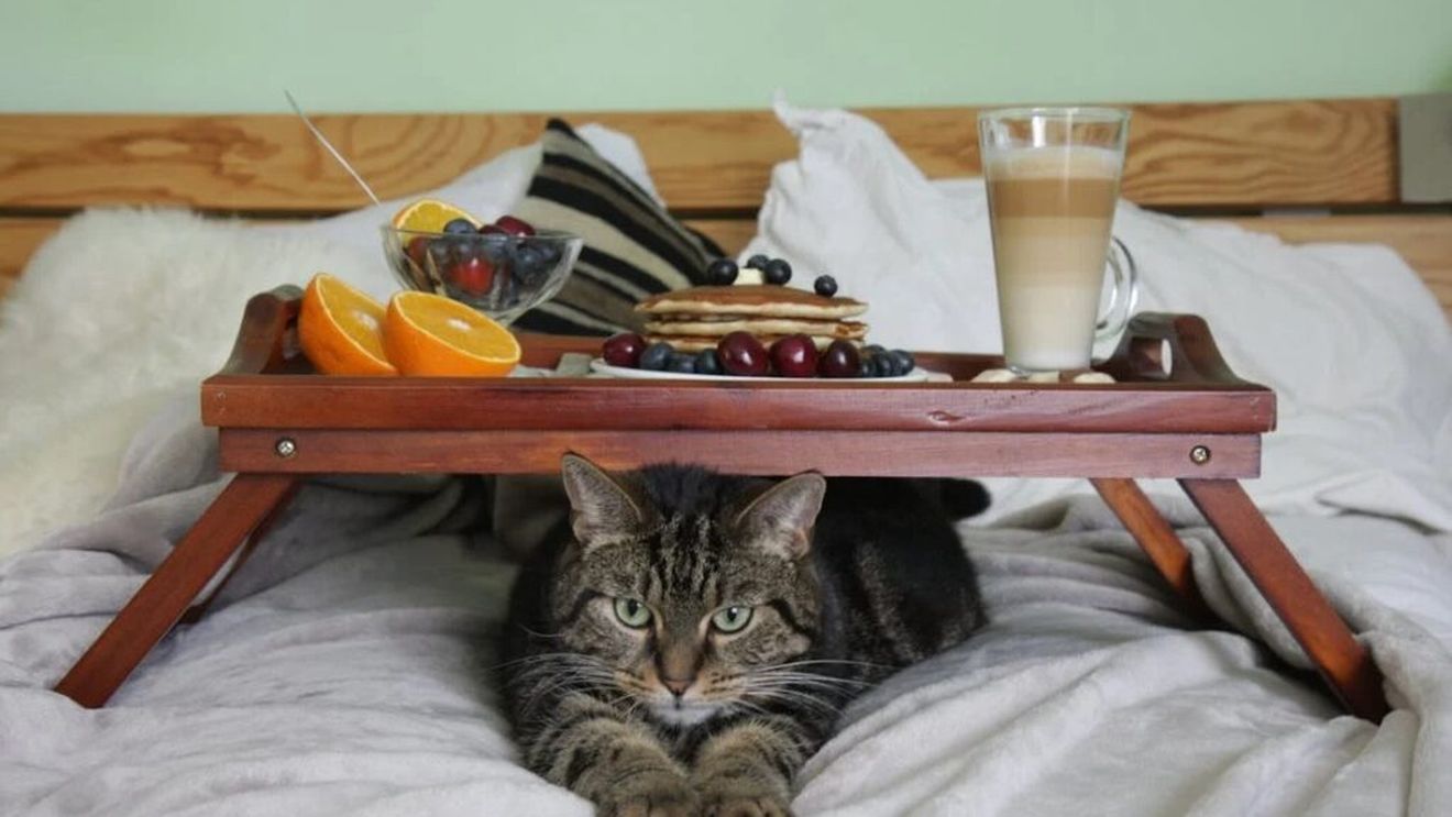 O dietă cu prea multă carne le poate dăuna grav pisicilor! Avertismentul medicului veterinar Beatrice Ilea: „În ultima perioadă am avut două astfel de cazuri care, din păcate, s-au soldat cu decese”