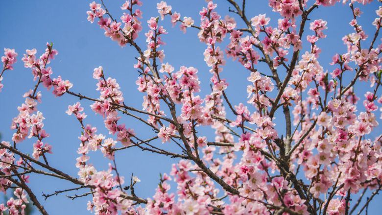 Cireșii japonezi devin subiect de dispută în Coreea de Sud / Autoritățile vor să-i dezrădăcineze