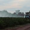 O metodă de zeci de ori mai ieftină ar putea curăța terenurile agricole de „chimicalele eterne” / Cercetătorii folosesc plante pentru a extrage PFAS din sol