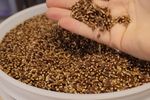 Grâul mov, cea mai nouă descoperire care face valuri în industria alimentară / A fost creat cu ajutorul unei linii genetice din România