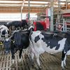 VIDEO | Bömbi, brandul de lactate premium din Tușnad, ajuns pe podiumul mondial al bânzeturilor: „Ferma nu este doar un loc de muncă, ci modul nostru de viață”