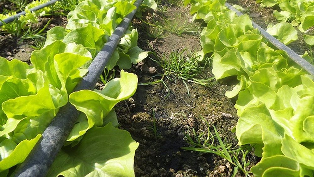 În toiul președinției UE, MADR inferiorizează  fructele și legumele din spațiul intracomunitar