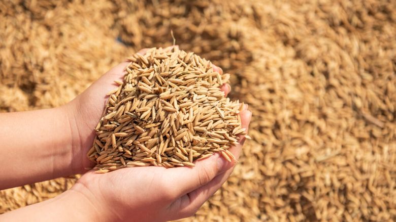 Valul de căldură taie 14 milioane de tone din recolta de cereale a Europei / Fermierii se confruntă cu una dintre cele mai dificile veri din ultimii ani