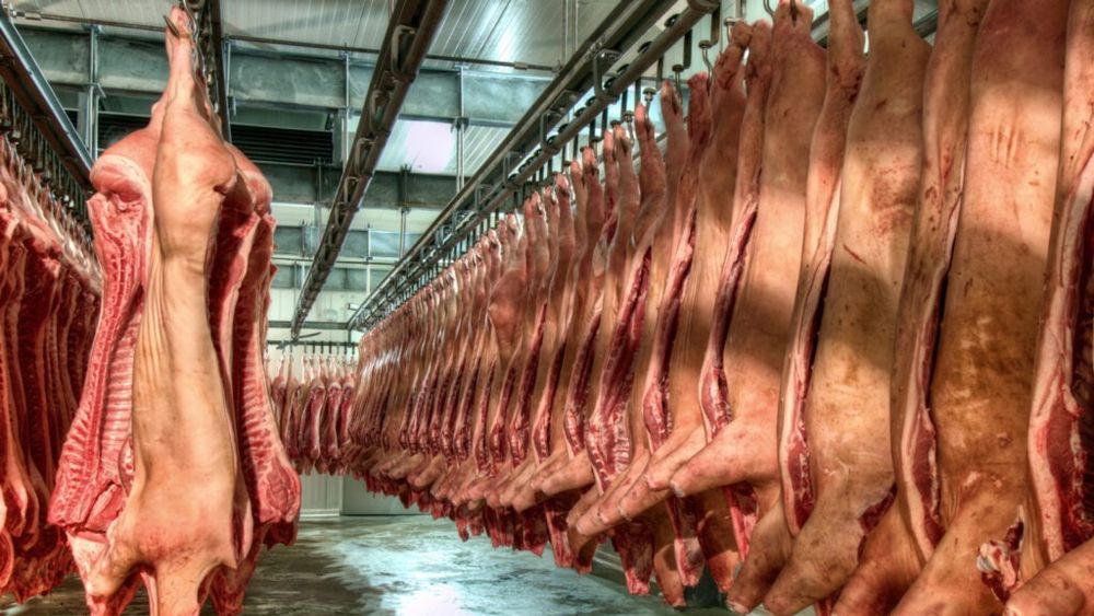 Pesta porcină decimează industria cărnii de porc din Ucraina / Datele sunt alarmante și anunță o scădere cu 50% a efectivelor de porci / Virusul supraviețuiește și în carnea congelată