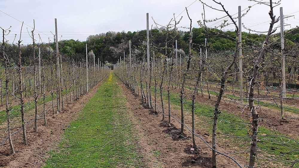 Pomicultura românească pe mâini tinere: Studentul Alexandru  Ilie din Voinești-Dâmbovița procesează merele din livada sa și vinde săptămânal în București sute de litri de suc
