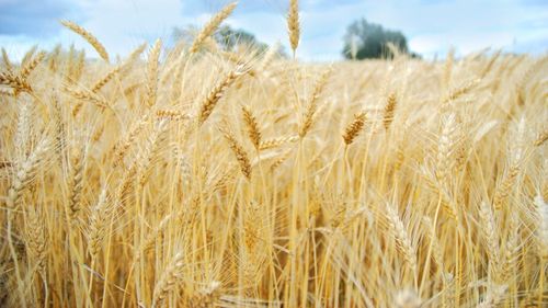 Producţia la păioase, mai bună decât cele din anii trecuţi, în județul Tulcea / Culturile de porumb şi floarea-soarelui însă au fost afectate de temperaturile crescute