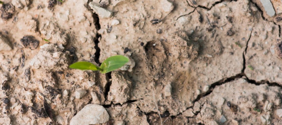 Un „burete” biodegradabil ar putea păstra apa în sol / Un test făcut pe culturile de grâu a arătat că a crescut umiditatea solului și a stimulat activitatea biologică