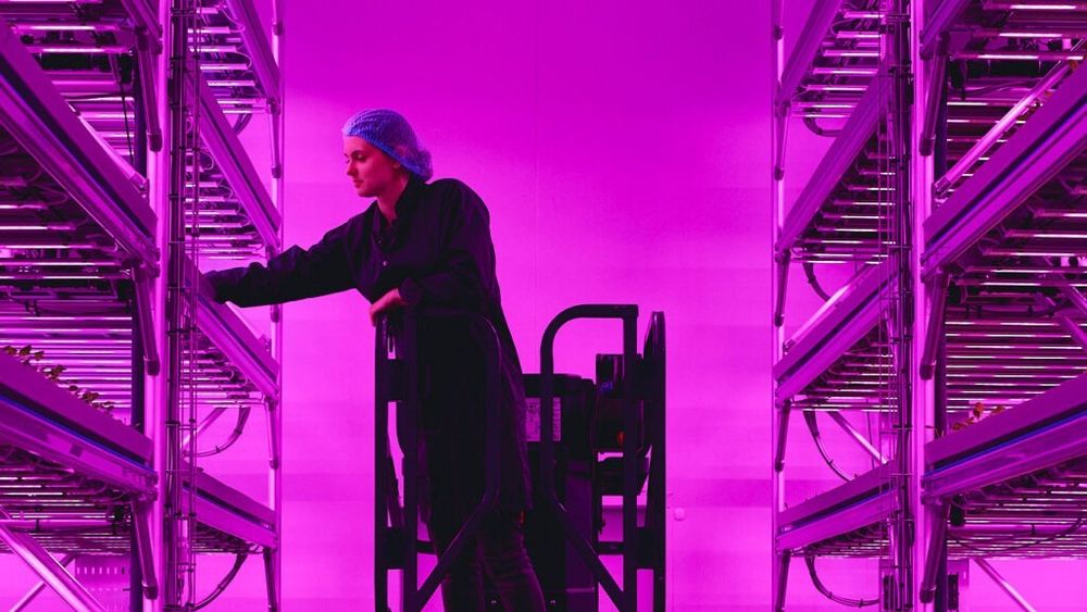 O fermă high-tech, construită în Anglia, poate crește salata de trei ori mai repede decât o fermă convențională / Afacerile de acest fel, afectate de consturile mari cu energia