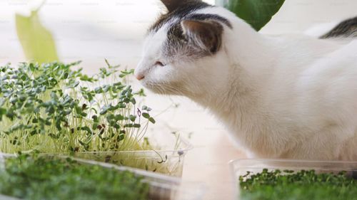 Extractul de măsline în hrana pentru pisici: Mit sau ingredient – minune?