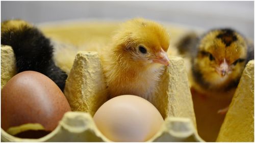 Un producător spune cum sunt obținuți „puii galbeni”: Se utilizează substanțe naturale, respectiv, bulion, praf de gălbenele sau betacaroten. Deci nu este toxic