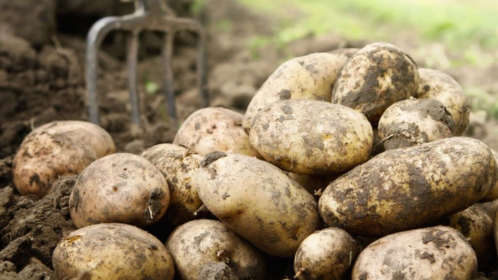 Festivalul cartofului, organizat sâmbătă în Covasna, în cadrul Festivalului „Sokadalom”