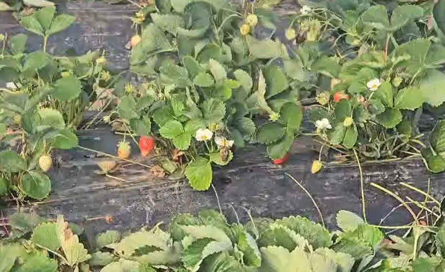 Plantele de căpșun remontant trebuie curățate după fiecare ciclu de producție