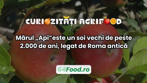 Curiozități agri-food: Mărul „Api”este un soi vechi de peste 2.000 de ani, legat de Roma antică / Este menționat în scrierile lui Pliniu cel Bătrân