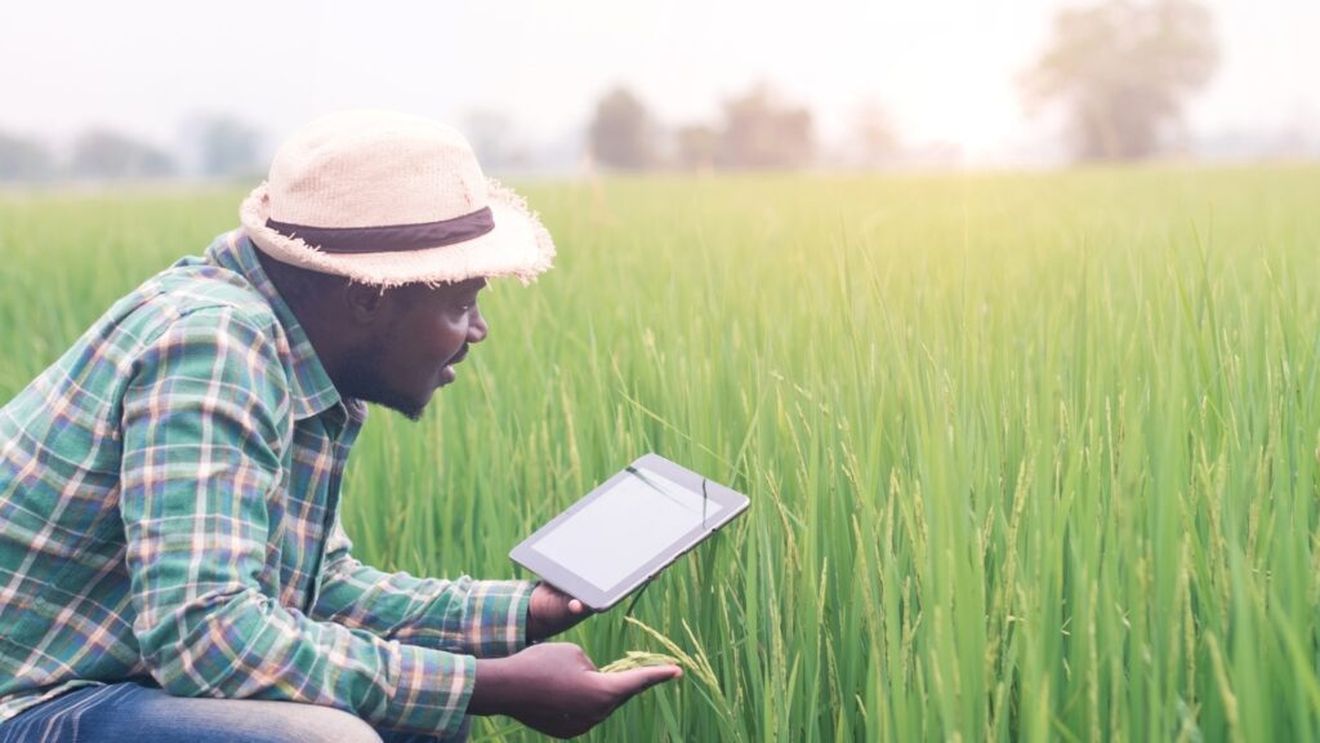 Africa, în fața unei provocări care poate dubla producția de orez  / Programul „Smart Valleys”, dezvoltat de Africa Rice și sprijinit de Ministerul Agriculturii din Japonia, îi ajută pe fermieri să controleze mai bine apa pe terenurile lor