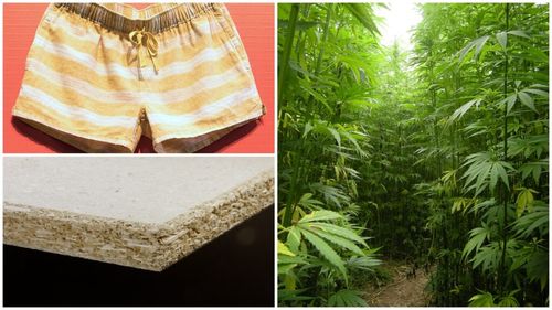 Cânepa, „aurul verde” care, speră Franța, va contribui la reducerea emisiilor de carbon