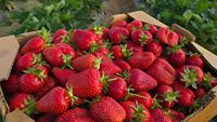 RAPORT Pesticide Action Network | Top 4 fructe care conțin cele mai multe pesticide/ PAN: Fiecare pesticid în parte este sigur, dar împreună dau un „cocktail” periculos. Copiii sunt cei mai afectați