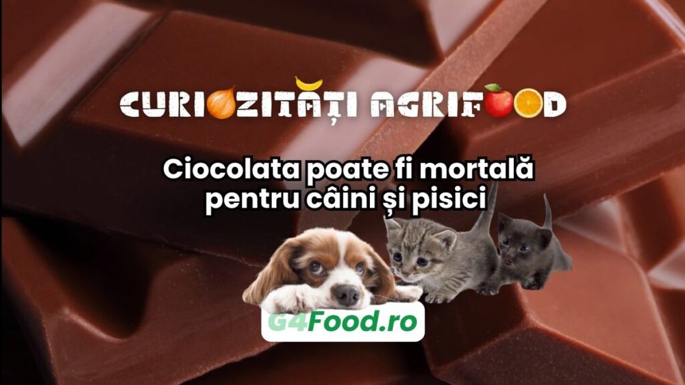 Curiozități agri-food 03 februarie: Ciocolata poate fi mortală pentru câini și pisici