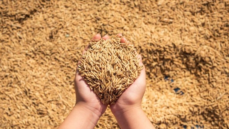 Restricțiile impuse de UE împing grâul ucrainean spre piețe mai dificile și mai competitive / Exportatorii se reorientează către Africa de Nord și Orientul Mijlociu, în timp ce accesul la piața europeană rămâne limitat