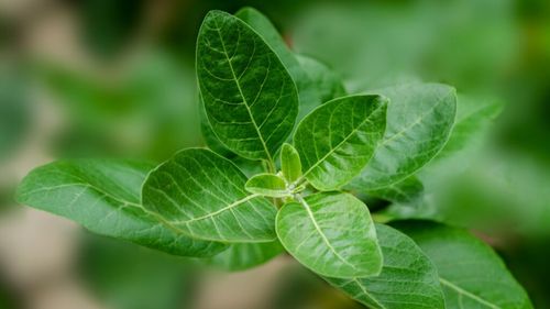 Aswagandha, noul supliment la modă pentru reducerea stresului și a insomniei. Beneficii și riscuri