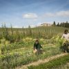 FOTO | Destinație de vacanță: Locul din Toscana unde luxul se combină cu turismul rural / Proprietatea se întinde pe peste 300 de hectare și funcționează ca un mic ecosistem agricol, în care terenurile, bucătăria și activitățile pentru oaspeți sunt strâns legate între ele