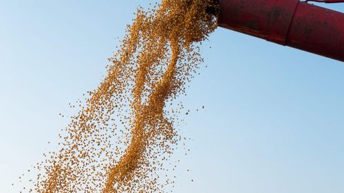 SUA riscă o scădere cu 20% a exporturilor de soia, în lipsa unui acord cu China / Fermierii americani, sub presiune