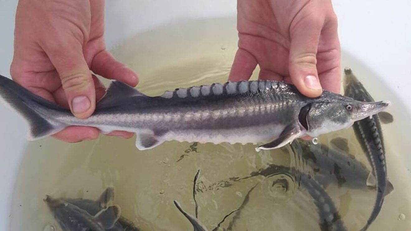 De la comerț cu pește la salvarea sturionilor, un pas mic cu efecte majore / Producător român de caviar: „Când am început să investim în reproducere nu ne-am gândit neapărat să ajungem să comercializăm caviar. Am pornit cu un proiect de mediu, să facem puiet și să populăm în diferite faze de dezvoltare”