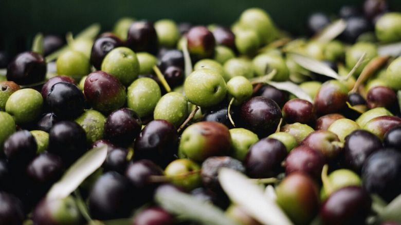 Câte măsline sunt necesare pentru un litru de ulei? Unele sticle sunt obținute din până la 10 kilograme de fructe