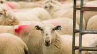 România pregătește reluarea exporturilor de ovine către Libia / ANSVSA discută condițiile sanitare și verificările în ferme și abatoare