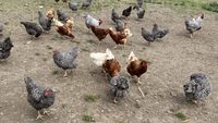 ANSVSA: Campania europeană #NoBirdFlu ajunge în România. Reguli stricte de biosecuritate pentru micii crescători de păsări