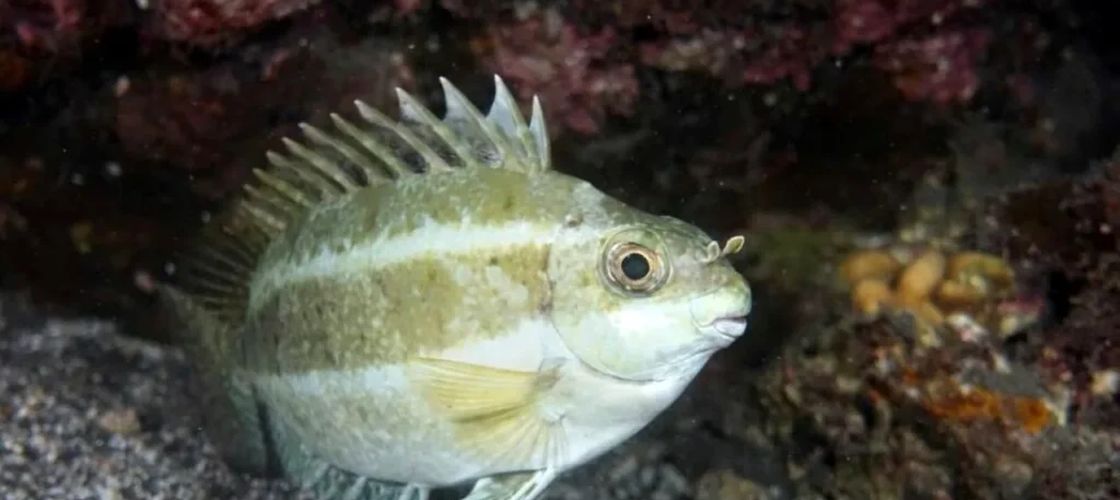 Grecia plătește pescarii să captureze peștele-balon, o specie extrem de toxică care invadează Marea Mediterană / Consumul lui poate fi fatal / Nu trebuie confundat cu peștele-iepure