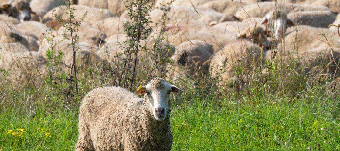Fraudă descoperită de ANSVSA: 75 de ovine declarate moarte în Tulcea au fost găsite vii în Cluj