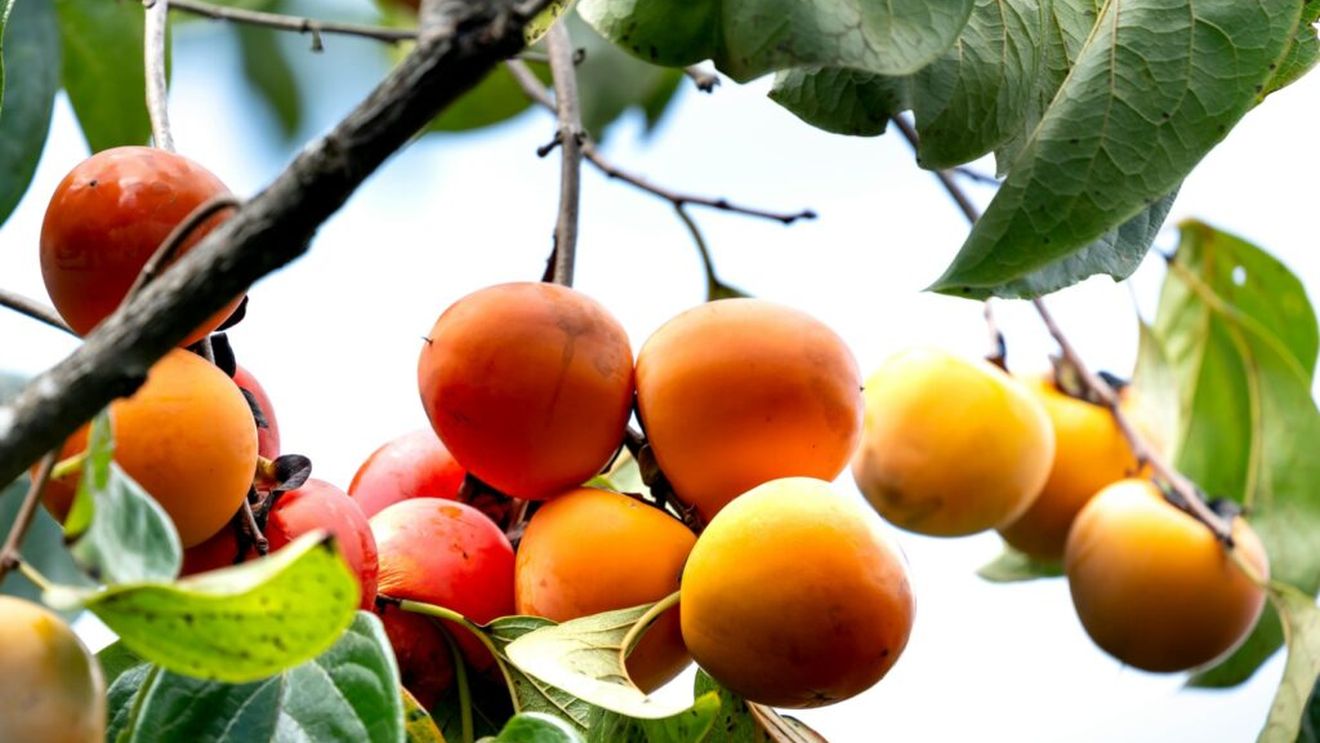 Cum să plantezi și să îngrijești pomul de kaki: Sfaturi utile pentru grădină sau balcon / Alege un ghiveci cât mai mare și oferă-i mult soare