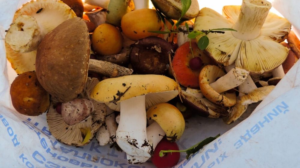 Alimentul pe care un neurolog spune că îl consumă zilnic, pentru efectul benefic pe care îl are asupra creierului/Cercetările confirmă: ciupercile sunt cele mai bune pentru creier