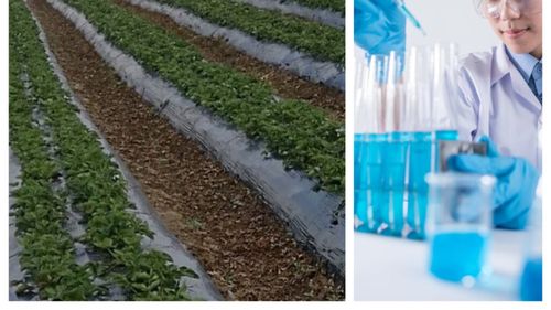 Utilizarea foliilor de plastic biodegradabile pe culturile de câmp ar trebui interzise, avertizează cercetătorii canadieni / Plasticul nu este biodegradabil și așa ajunge în laptele vacii, de unde se răspândește în toate produsele lactate