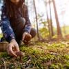 Ce trebuie să știi dacă mergi să culegi ciuperci din pădure / Regula esențială pe care trebuie să o respecte orice persoană care vrea să se bucure de hrană din natură / Greșelile pot deveni periculoase