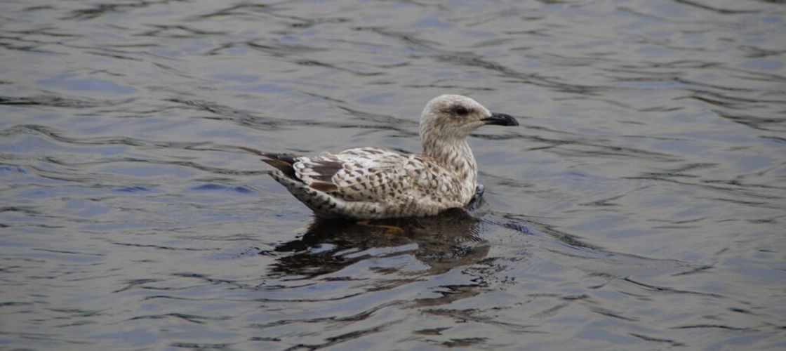 Australia, ultimul continent fără focare de gripă aviară H5N1, a detectat primul caz suspect / Autoritățile au activat măsuri de biosecuritate