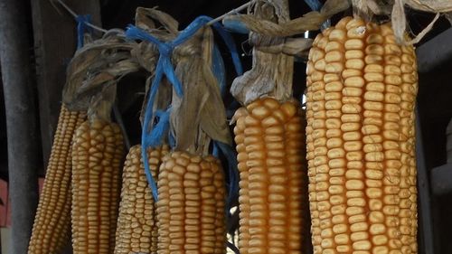 România, importator de cereale din  Rep. Moldova, Serbia, Ucraina și Rusia