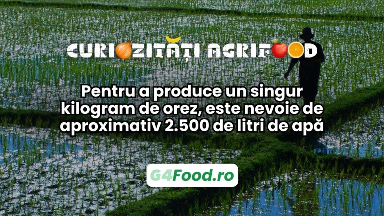 Curiozitate agri-food: Pentru a produce un singur kilogram de orez, este nevoie de aproximativ 2.500 de litri de apă