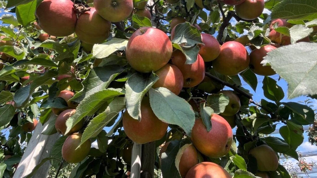 Merele de la ferma cu istorie din Bistrița, printre cele mai căutate. Ajung în supermarketurile Lidl din toată țara datorită calității lor