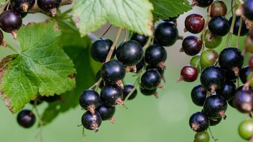 Royal Horticultural Society, o organizație fără profit din Marea Britanie care promovează grădinăritul, îndeamnă oamenii să își cultive singuri unele legume, pentru a lupta cu criza prețurilor. Ce plante sunt recomandate în condiții de terenuri foarte mici sau chiar terase