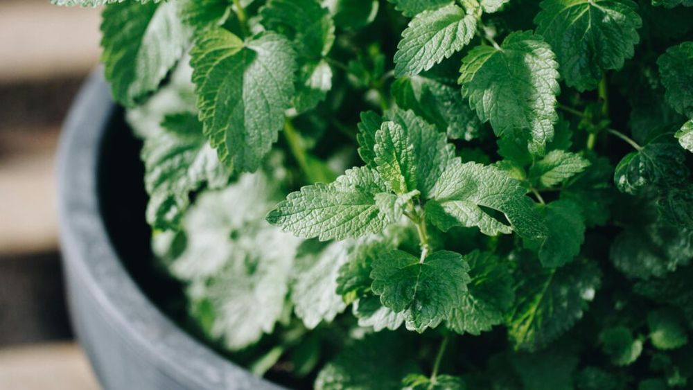 Cercetătorii din Buzău recomandă amenajarea „farmaciilor” cu plante medicinale, chiar și în balcon: O investiţie în sănătate cu doar 30-40 de lei