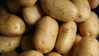 Ziua Internațională a Cartofului, sărbătorită pe 30 mai / Cum a devenit una dintre cele mai importante culturi agricole din lume
