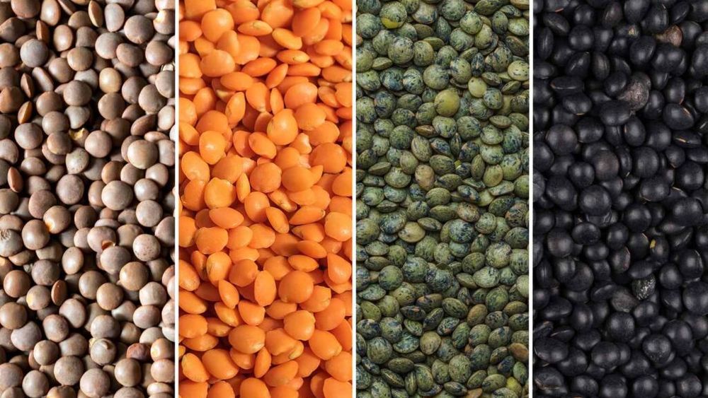 Convenția Internațională a Leguminoaselor și Culturilor Speciale 2025 / Canada înregistrează o recoltă record de linte, de 3,6 milioane tone / Principalii săi concurenți sunt Australia, Rusia și Kazahstan / Exporturile de linte din bazinul Mării Negre sunt însă, cu 30 $ pe tonă, mai ieftine!