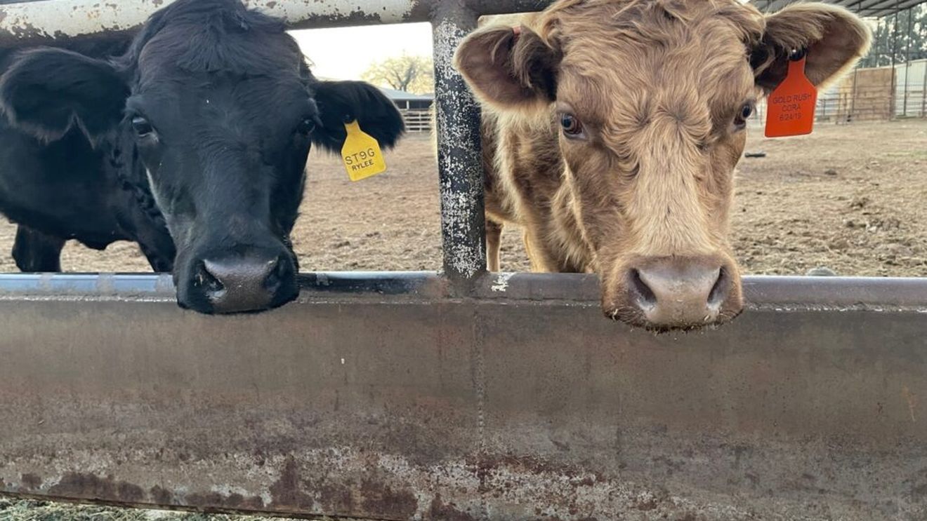 Reducerea emisiilor de metan din agricultură, o nevoie urgentă pentru protejarea mediului / Clean Air Task Force: „Este nevoie de o combinație de soluții tehnologice și politici adaptate la nivel regional”