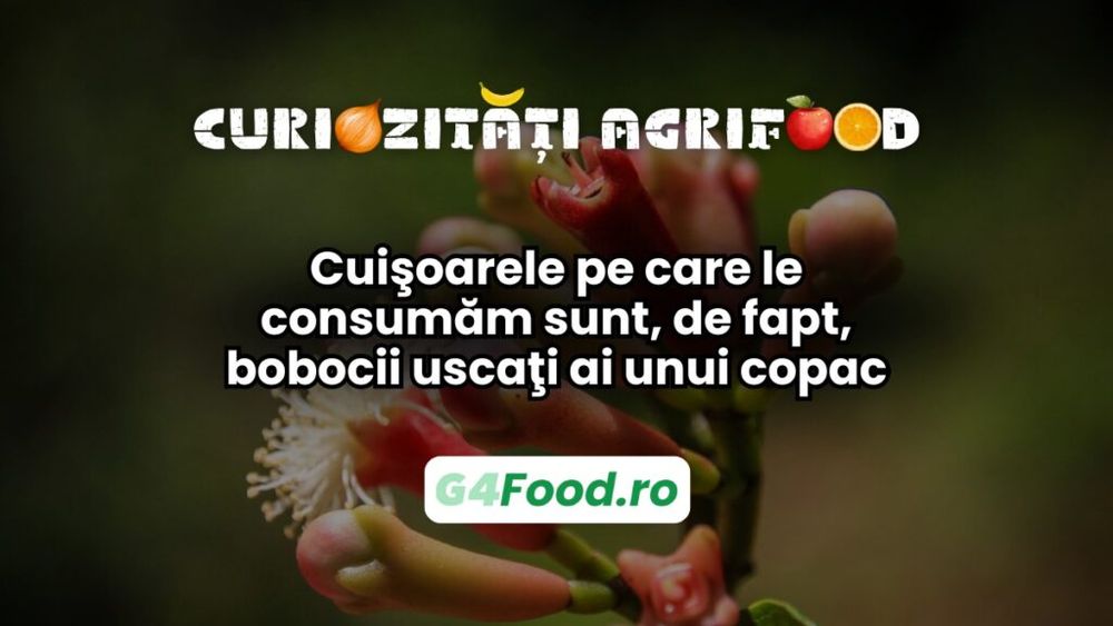 Curiozitate agri-food 10 martie: Cuișoarele pe care le consumăm sunt, de fapt, bobocii uscaţi ai unui copac