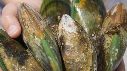 Un aliment popular promovat ca un superaliment: midiile cu buze verzi, crescute în ferme din Noua Zeelandă, vândute în peste 70 de țări