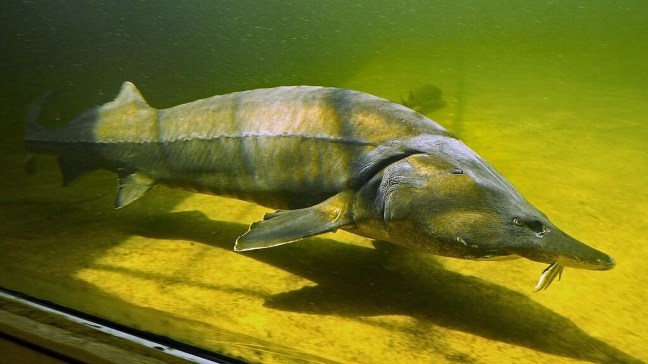 Nouă ţări din Regiunea Dunării se alătură unei iniţiative pentru monitorizarea şi conservarea sturionilor