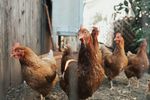 Ouăle free-range ar putea avea un impact mai mare asupra mediului decât cele de la găinile crescute în cuști. Ce a descoperit un nou studiu