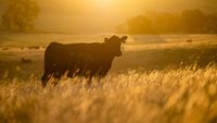 Canicula schimbă agricultura Europei. Ferma din Anglia care a rămas verde în mijlocul secetei și cum funcționează agricultura regenerativă